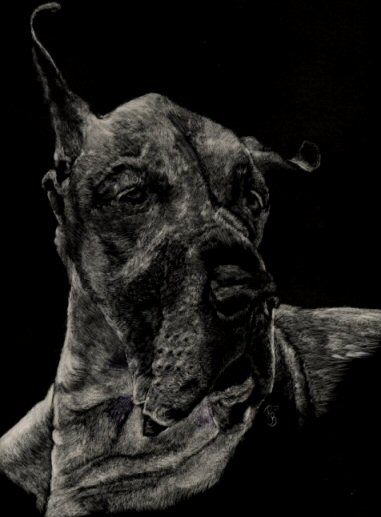 Pet Portrait Artist's Photograph. Custom Pet Portraits! Pet Portraits, Dog Art Collection