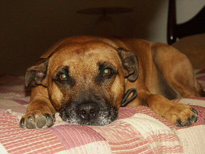 Pet Portrait Artist's Photograph. Custom Pet Portraits! Pet Portraits, Dog Art Collection