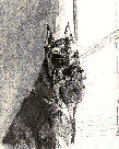 Pet Portraits! Custom Pet Portraits, Pet Portrait Art. Pet Portraits in Pastel & Ink