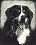 Pet Portrait in Scratchboard of Bernese Mountain Dog. Original Pet Portraits! Custom Pet Portraits, Dog Pet Portrait Art