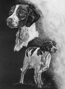 Portrait in Scratchboard of a Brittany