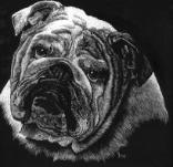Pet Portrait in Scratchboard of Bulldog