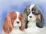 Pet Portrait in Pastel and Ink of Cavalier King Charles