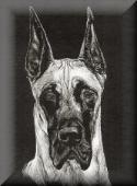 Pet Portraits! Custom Pet Portraits, Pet Portrait Art. Pet Portrait of a Great Dane
