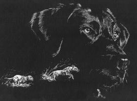 Portrait in Scratchboard of Lab