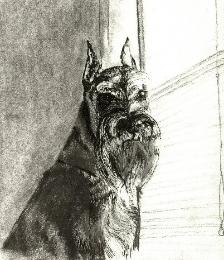 Portrait in Pastel and Ink of a Schnauzer