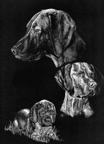 Portrait in Scratchboard of a Vizsla
