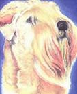 Pet Portrait in Pastel and Ink of Wheaten Terrier